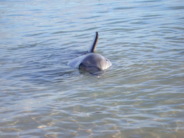 Dolphins